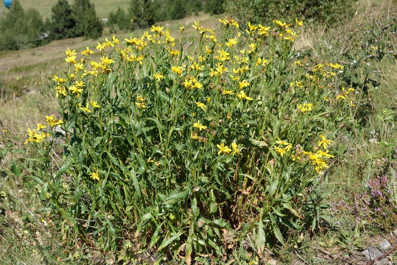 Senecio pyrenaicus photo 8