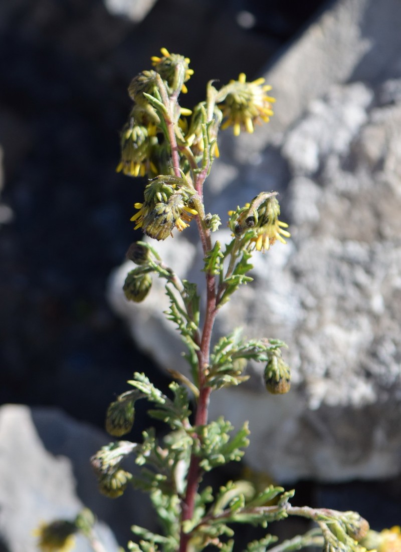 Senecio pyrenophilus