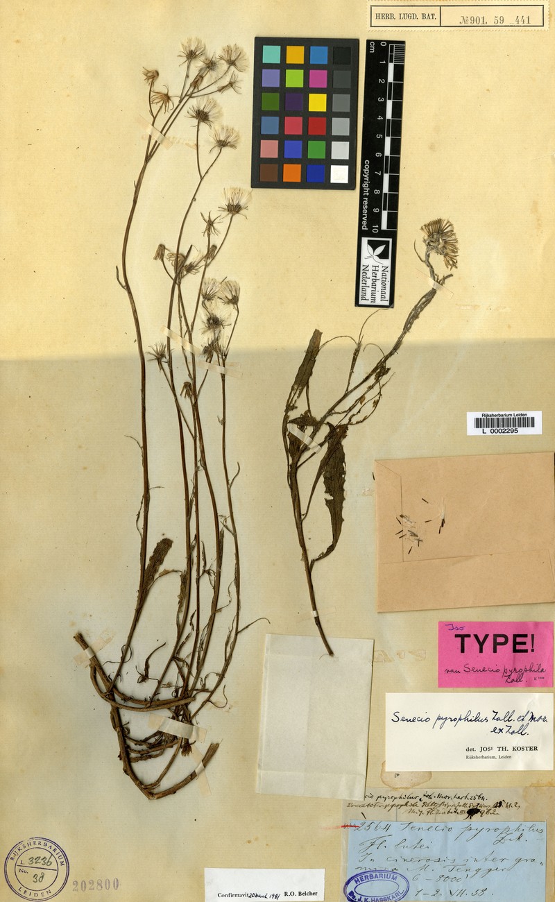 Senecio pyrophilus