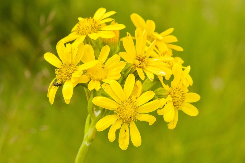 Senecio qathlambanus