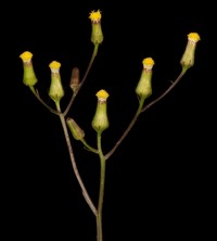 Senecio quadridentatus