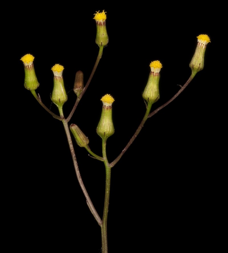 Senecio quadridentatus