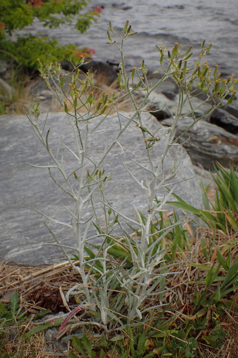 Senecio quadridentatus photo 2