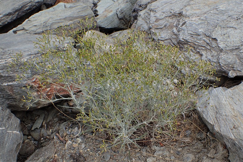 Senecio quadridentatus photo 4