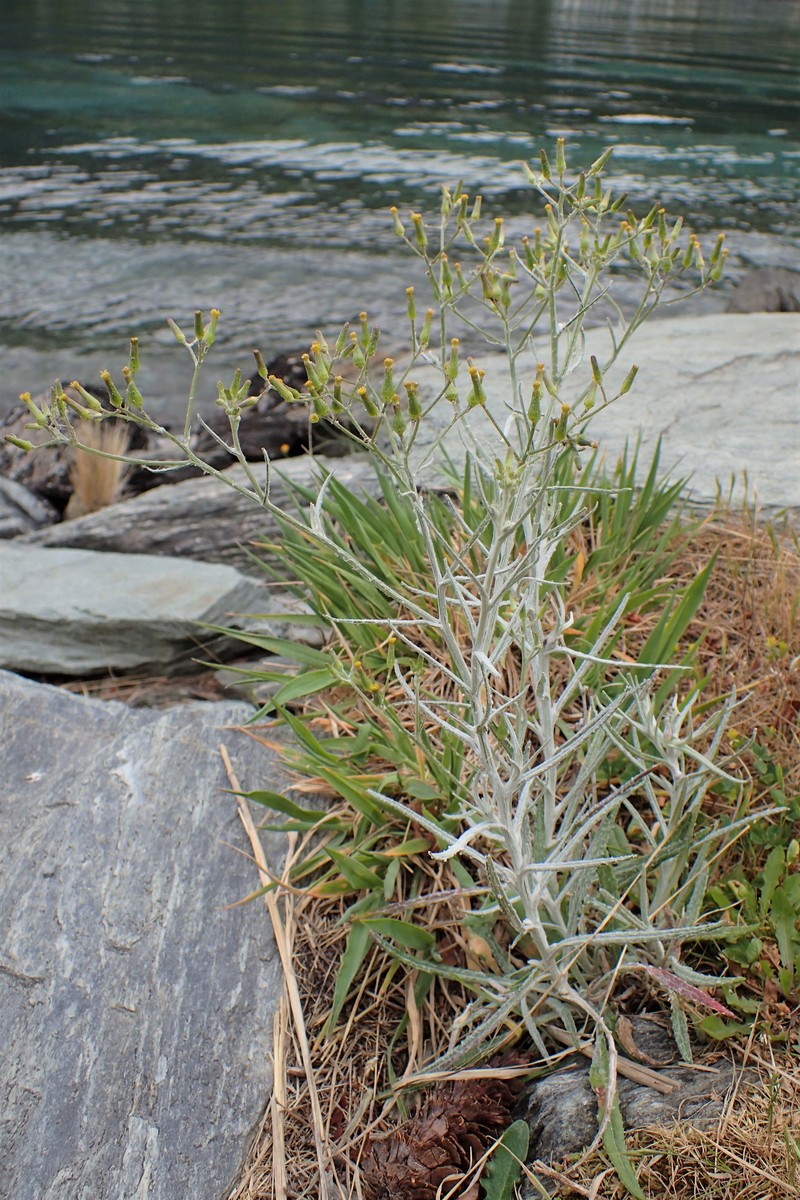 Senecio quadridentatus photo 5