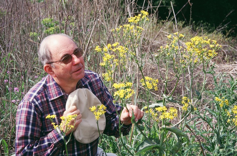 Quayle's Ragwort