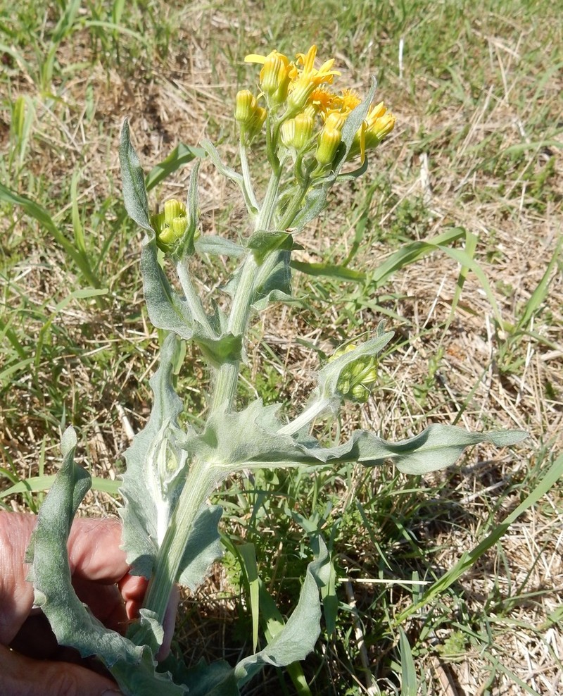 Quayle's Ragwort photo 3