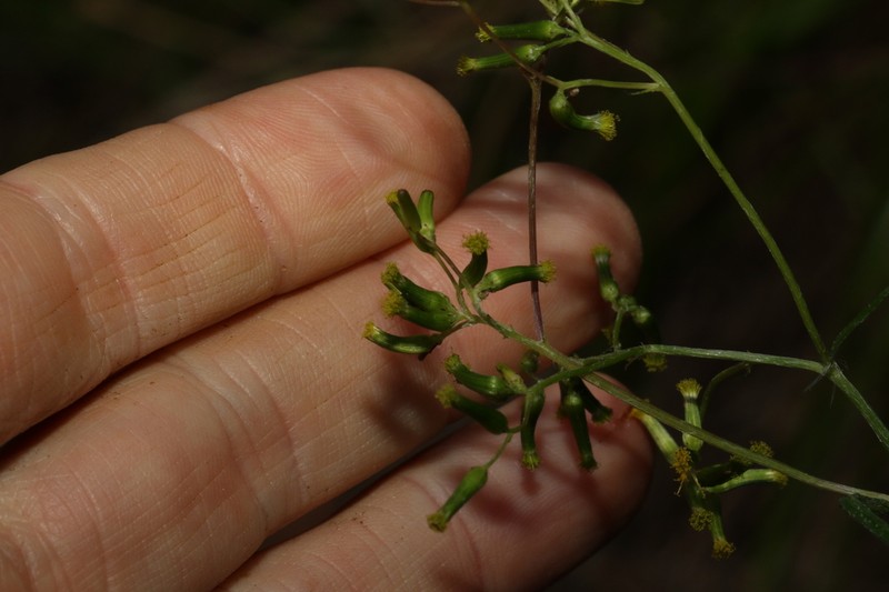 Senecio queenslandicus