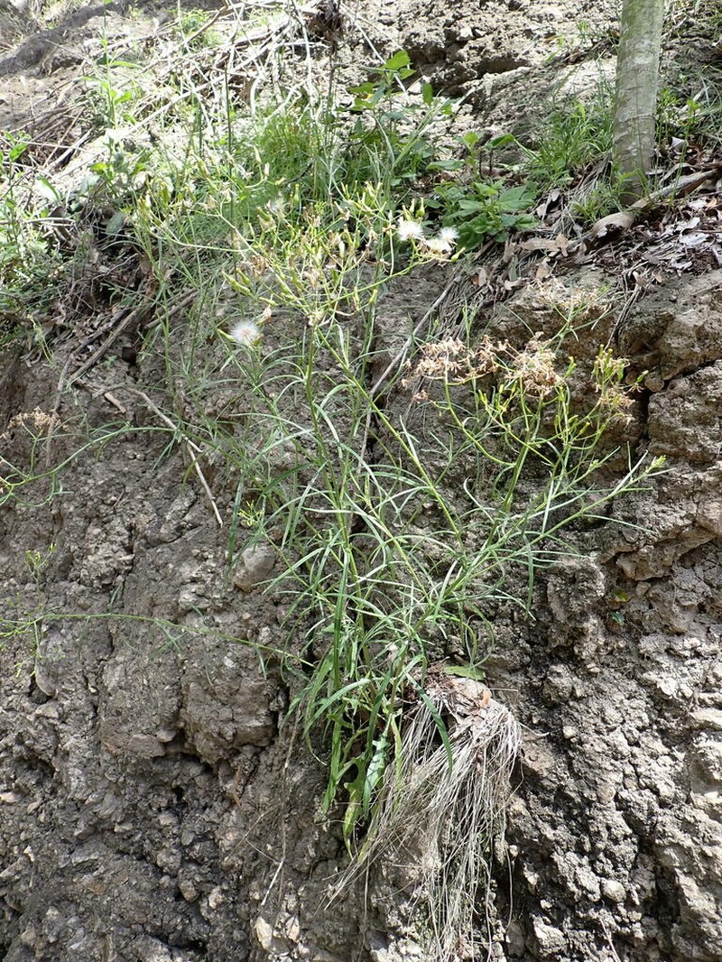 Senecio queenslandicus photo 2