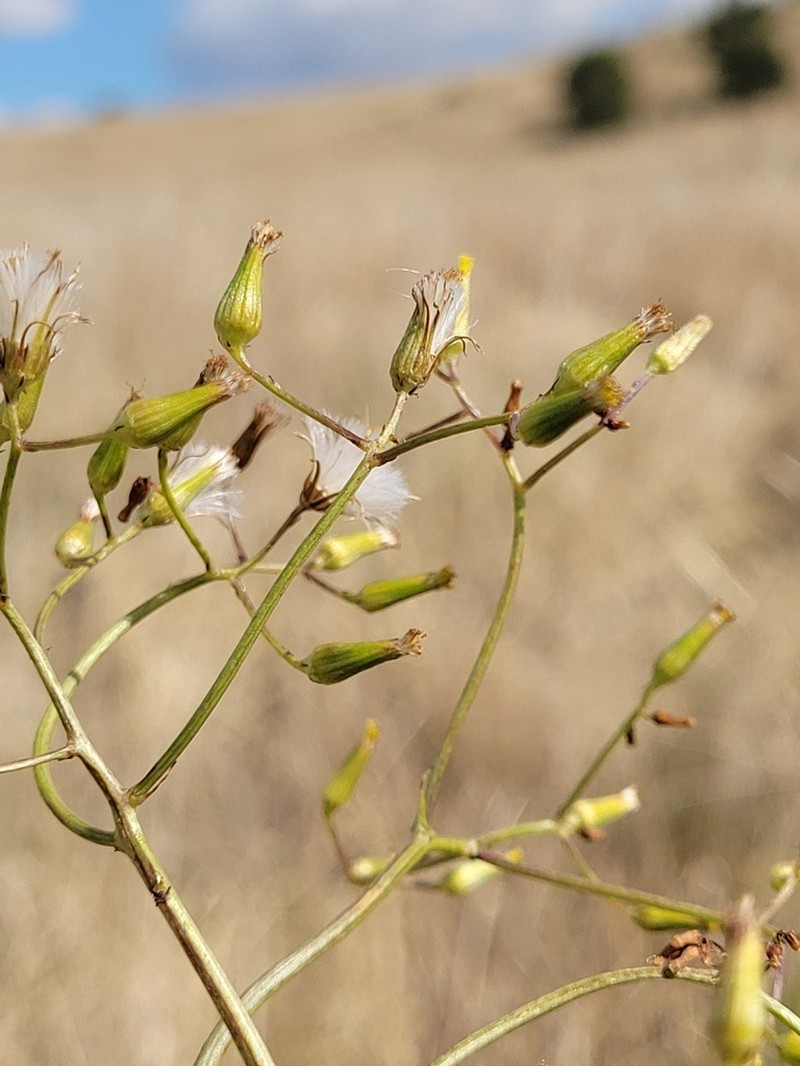 Senecio queenslandicus photo 3