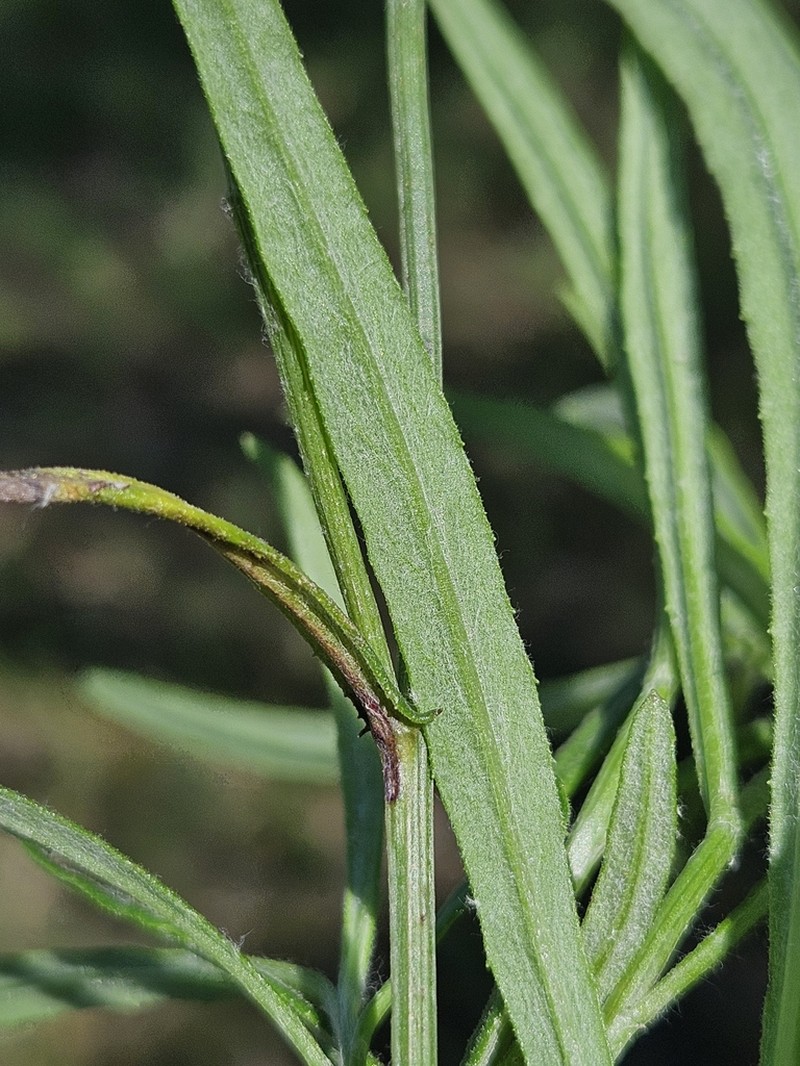 Senecio queenslandicus photo 4