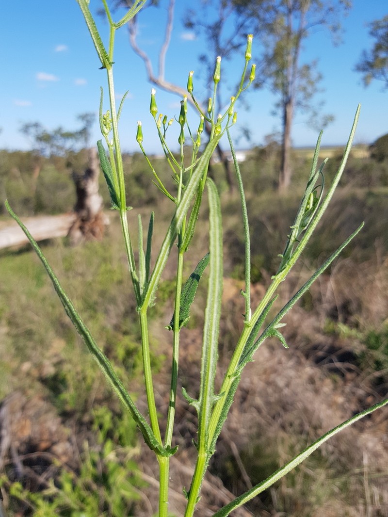 Senecio queenslandicus photo 5