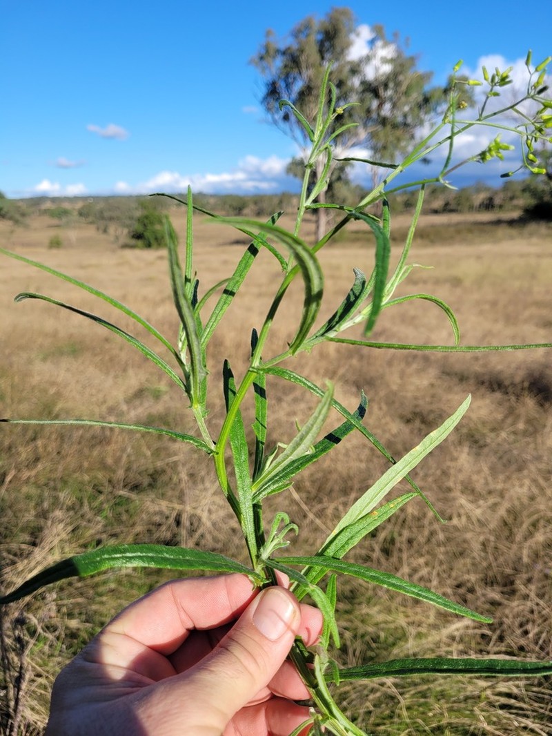 Senecio queenslandicus photo 6