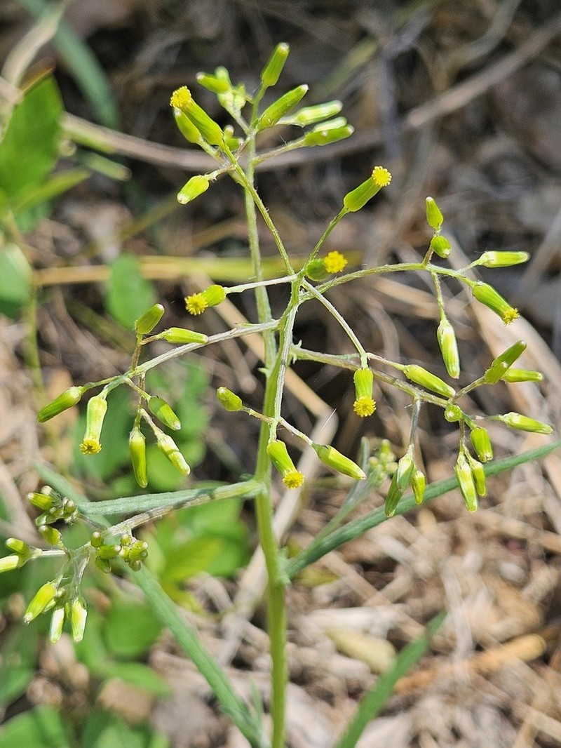 Senecio queenslandicus photo 7