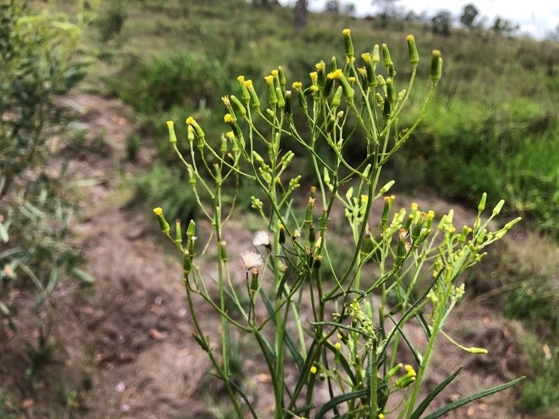 Senecio queenslandicus photo 8