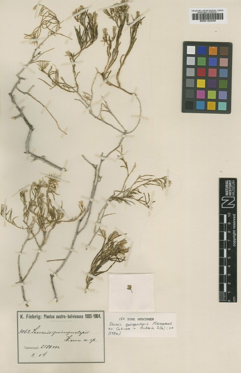 Senecio quinquelepis