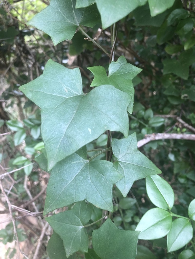 Senecio quinquelobus