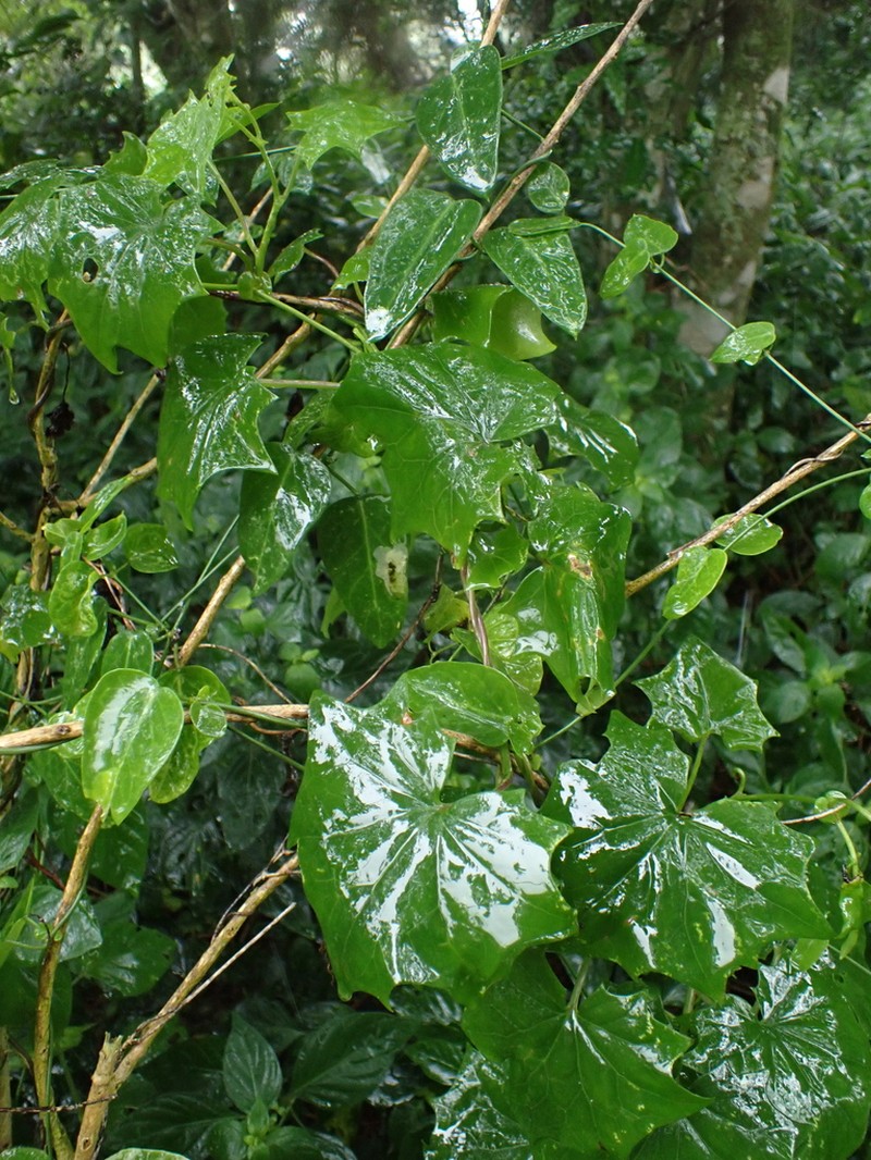 Senecio quinquelobus photo 2