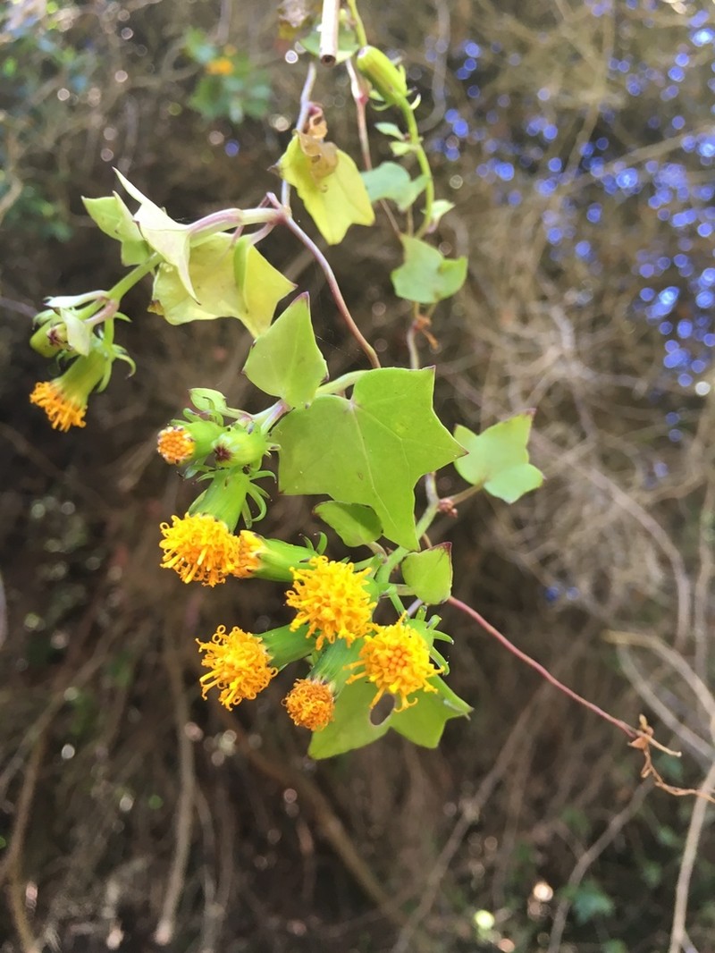 Senecio quinquelobus photo 5