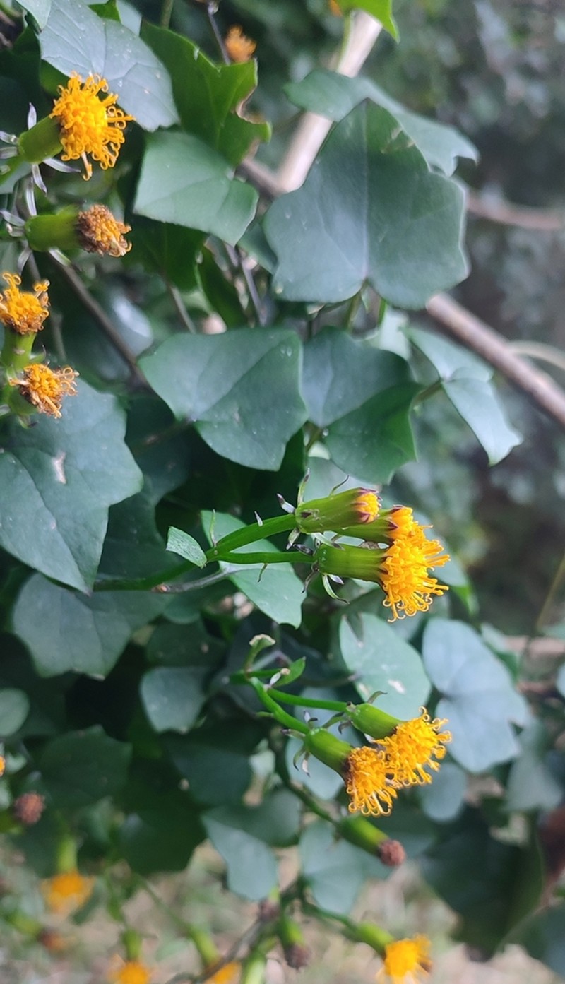 Senecio quinquelobus photo 6