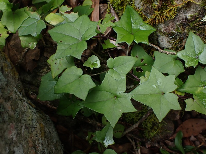 Senecio quinquelobus photo 8