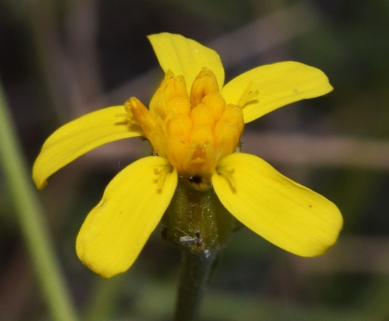 Senecio quinqueradiatus