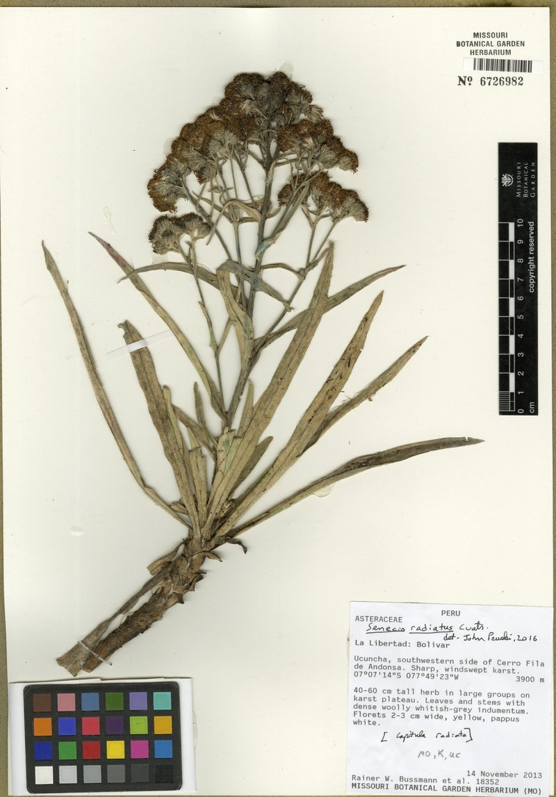 Senecio radiatus