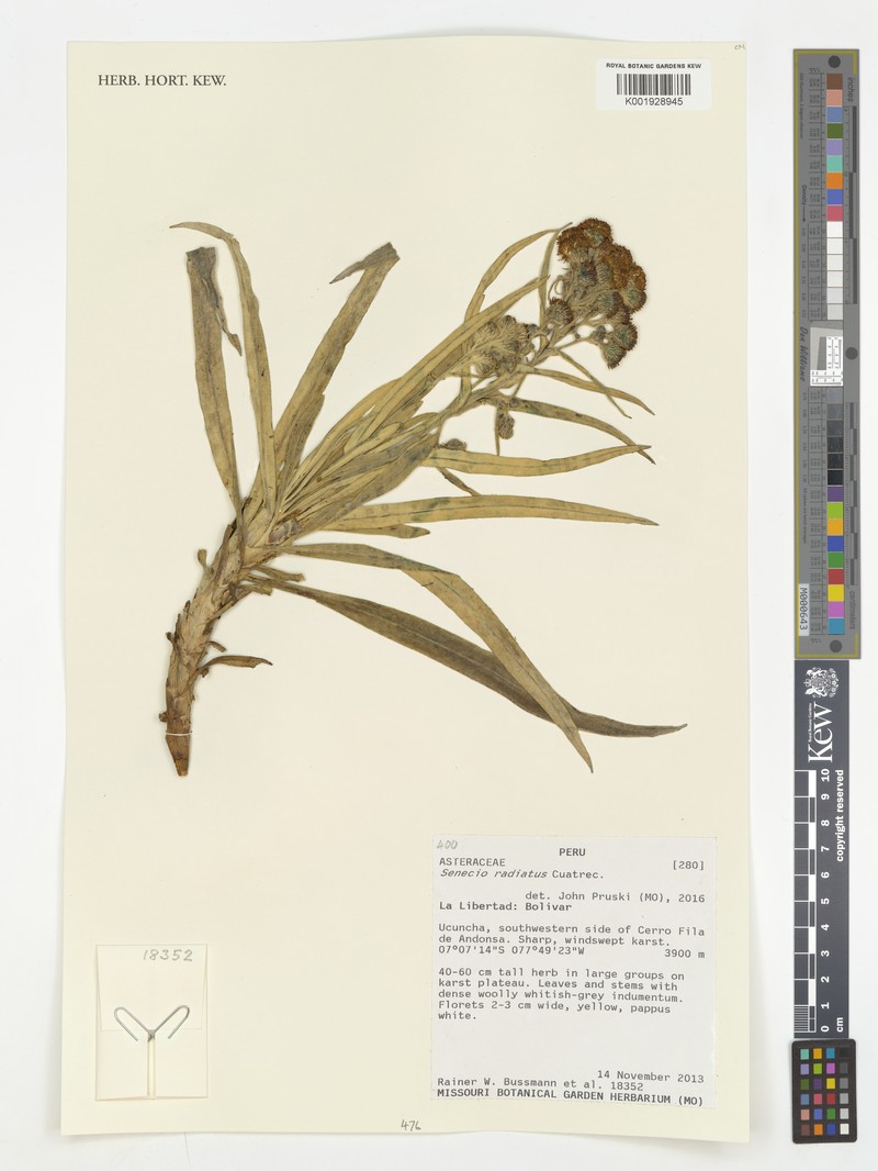Senecio radiatus photo 3