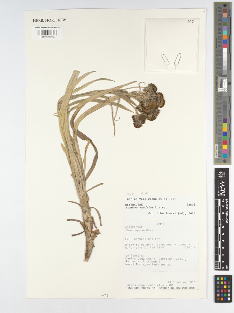 Senecio radiatus photo 4