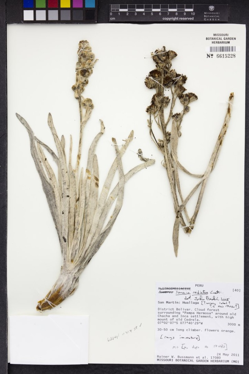 Senecio radiatus photo 5