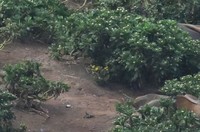 Senecio radiolatus