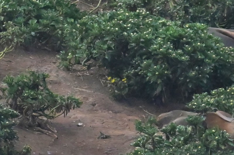 Senecio radiolatus