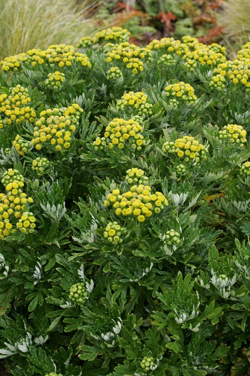 Senecio radiolatus photo 2