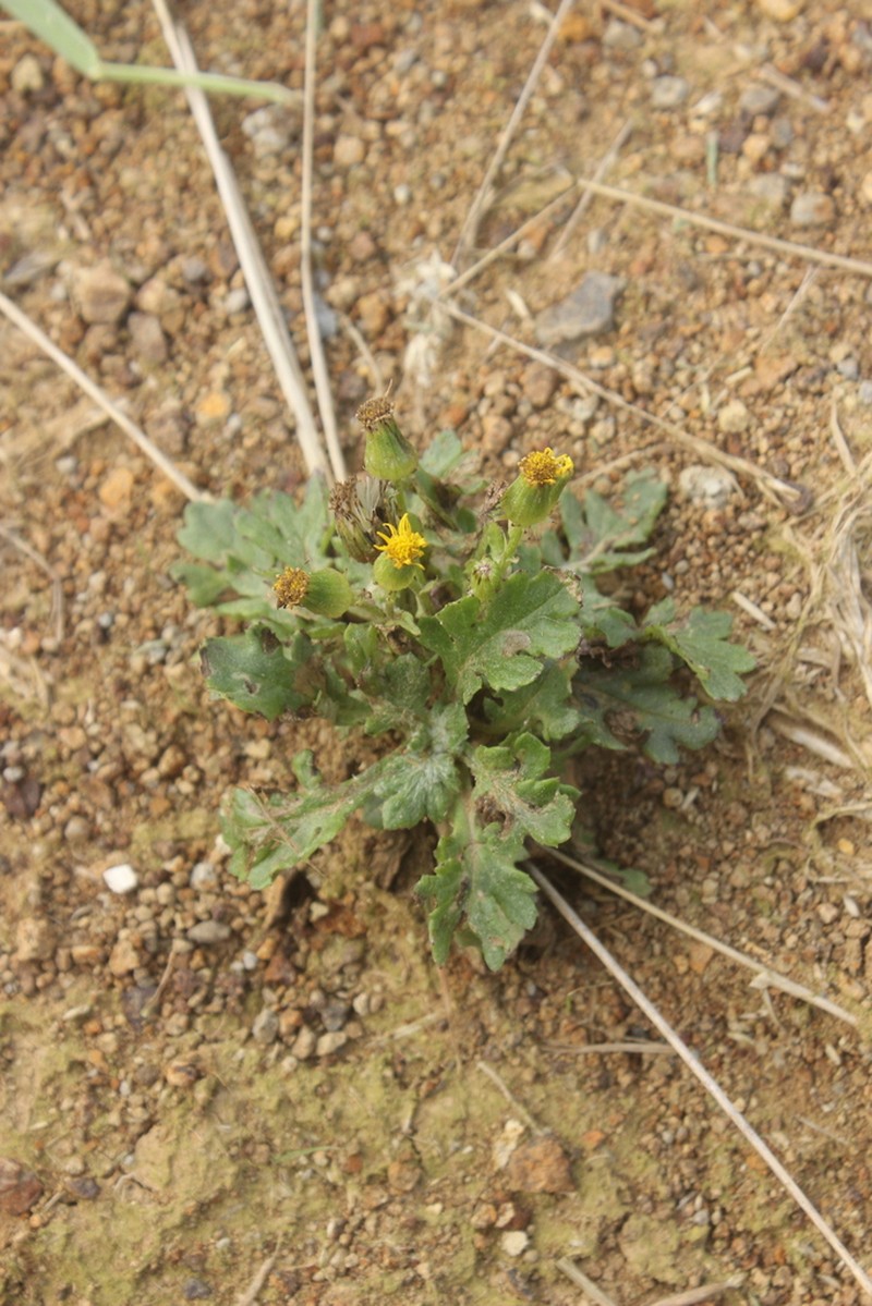 Senecio radiolatus photo 5