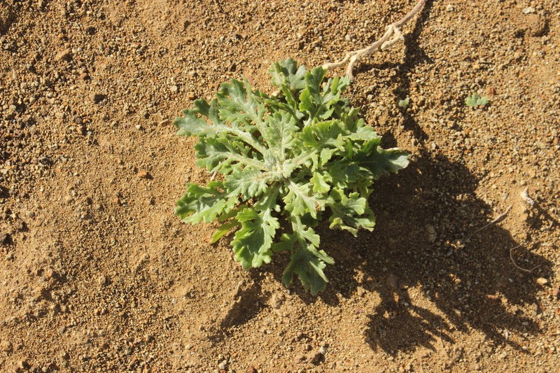 Senecio radiolatus photo 7