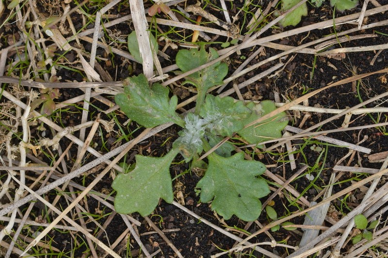 Senecio radiolatus photo 8