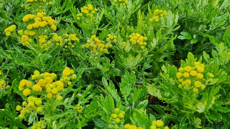 Senecio radiolatus subsp. antipodus