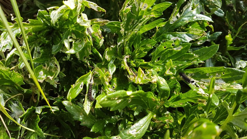 Senecio radiolatus subsp. antipodus photo 2