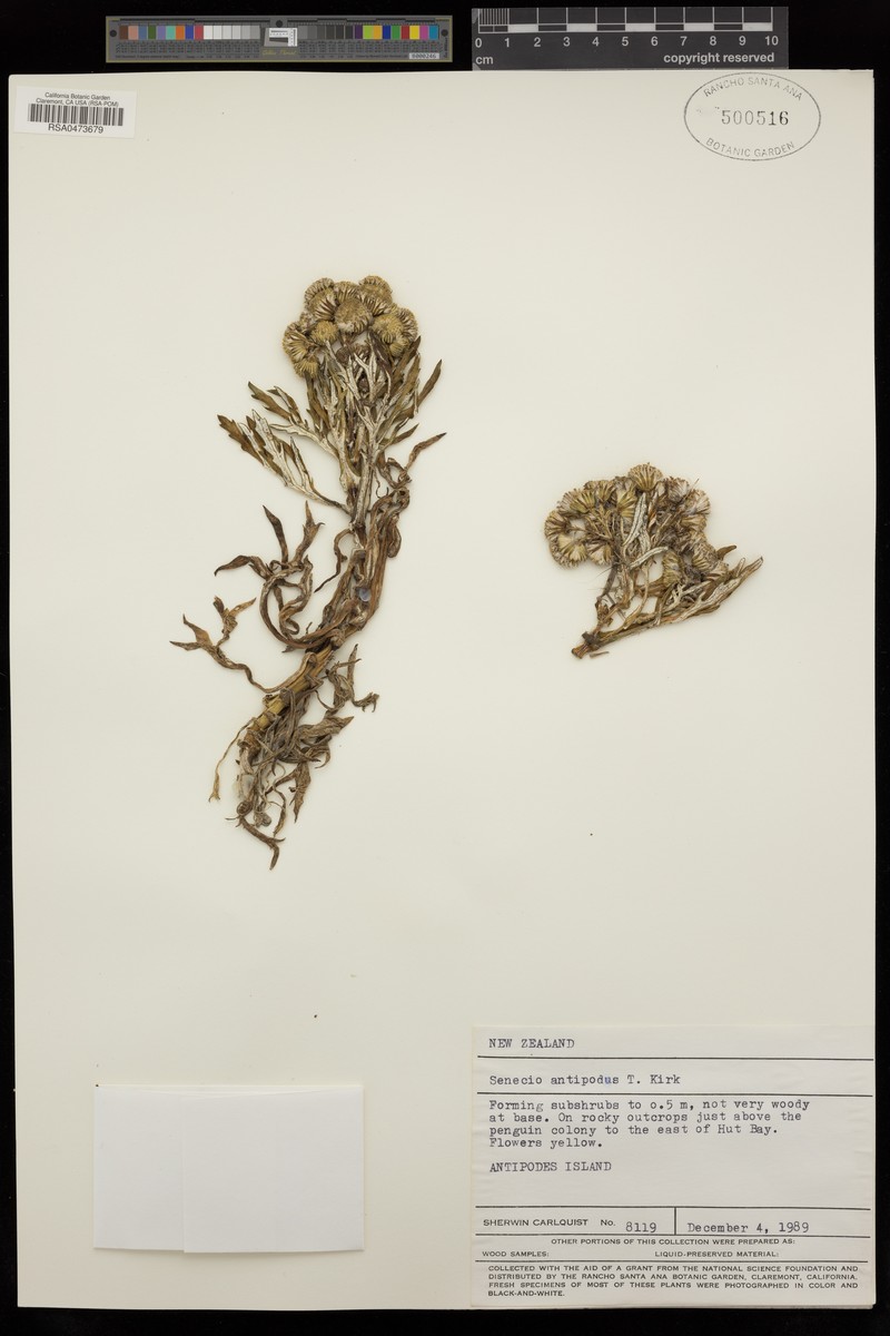 Senecio radiolatus subsp. antipodus photo 4