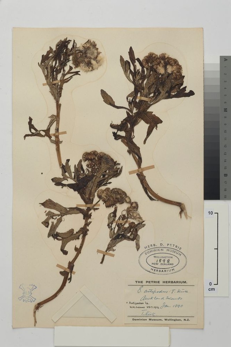 Senecio radiolatus subsp. antipodus photo 5