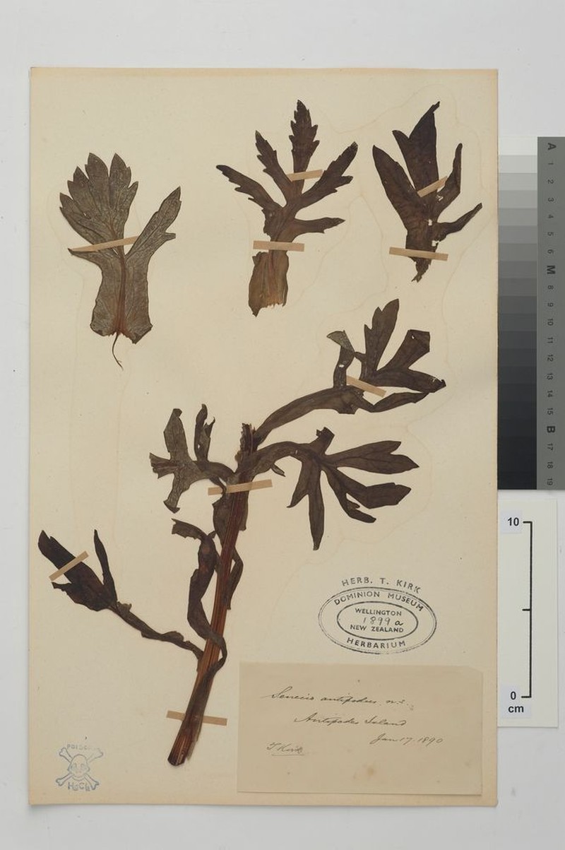 Senecio radiolatus subsp. antipodus photo 6