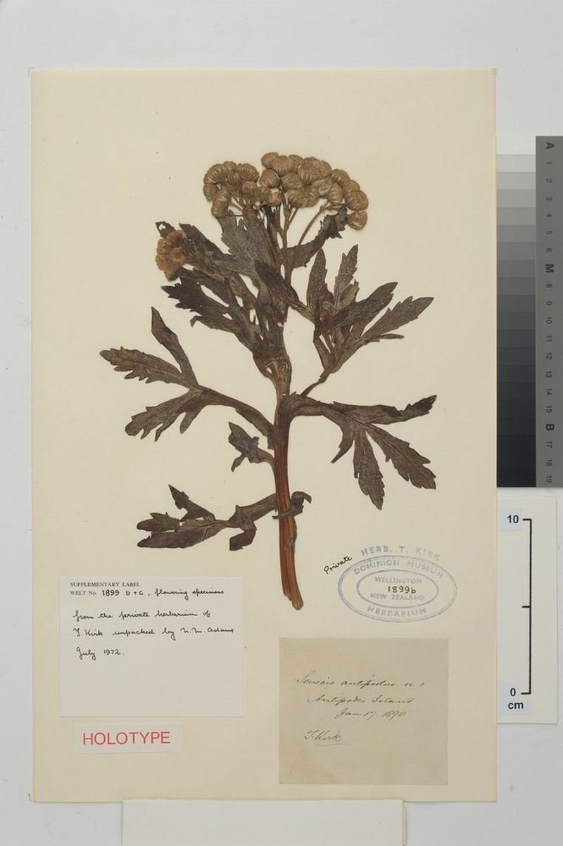 Senecio radiolatus subsp. antipodus photo 7