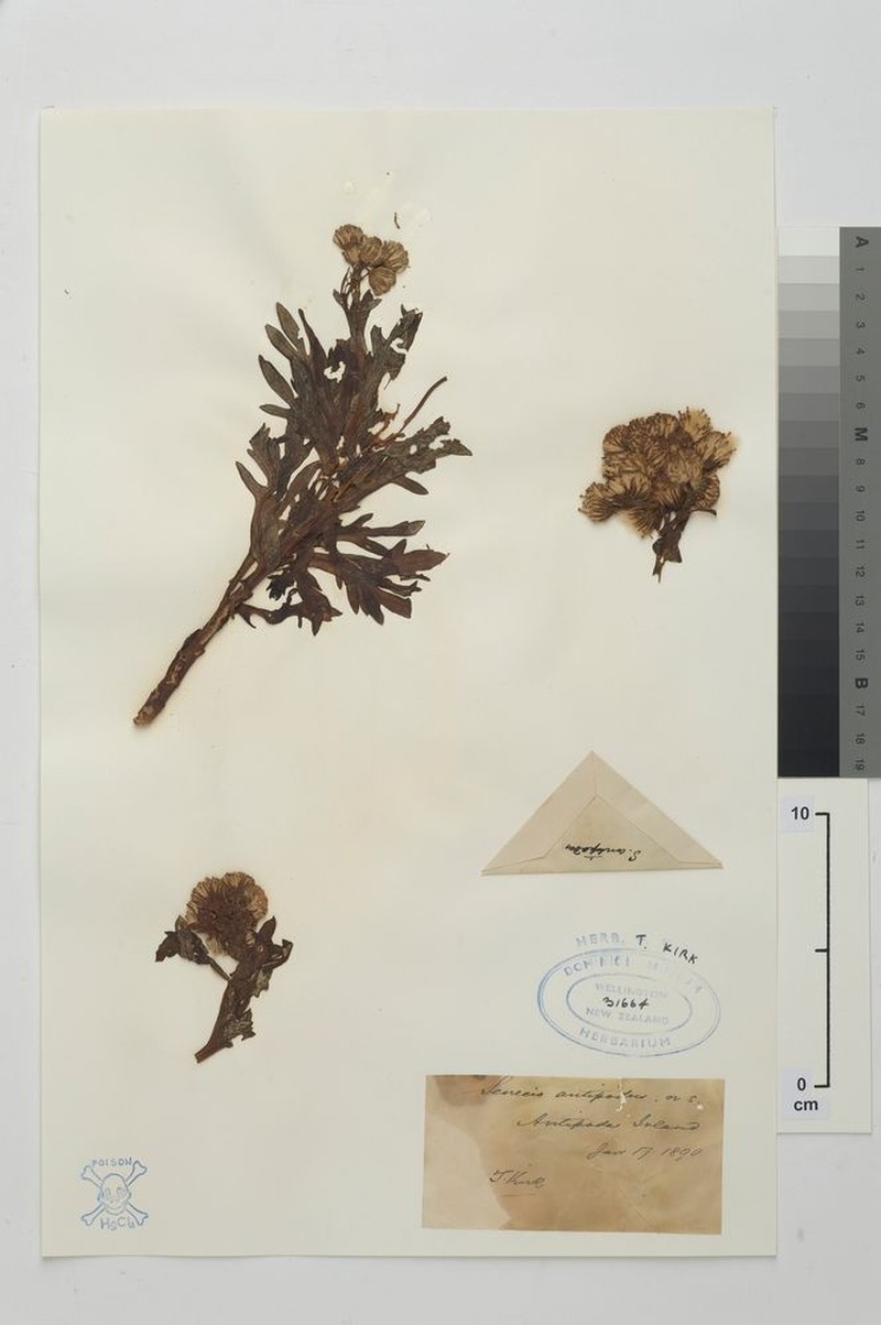 Senecio radiolatus subsp. antipodus photo 8