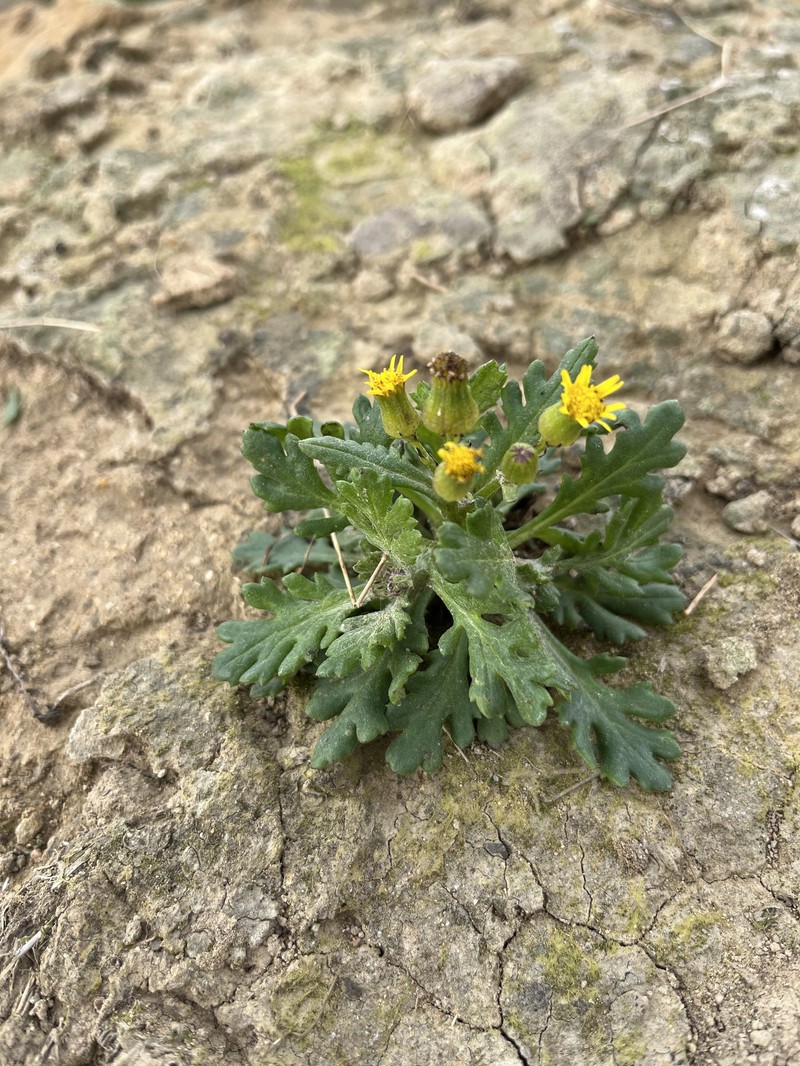 Senecio radiolatus subsp. radiolatus