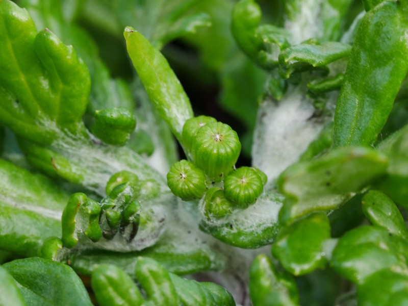 Senecio radiolatus subsp. radiolatus photo 4