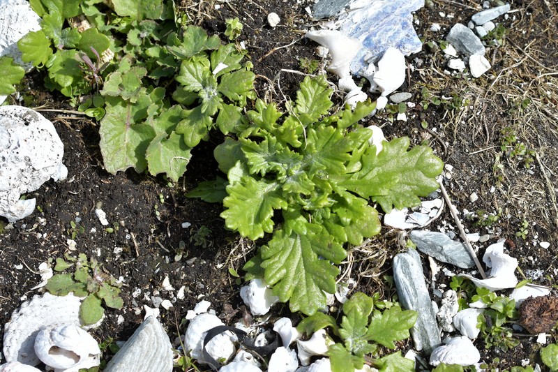 Senecio radiolatus subsp. radiolatus photo 5