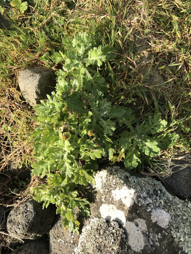 Senecio radiolatus subsp. radiolatus photo 6