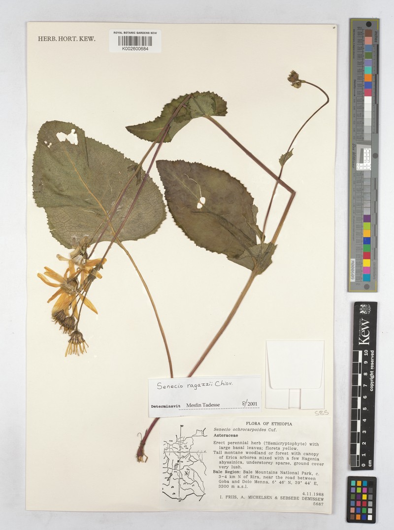 Senecio ragazzii