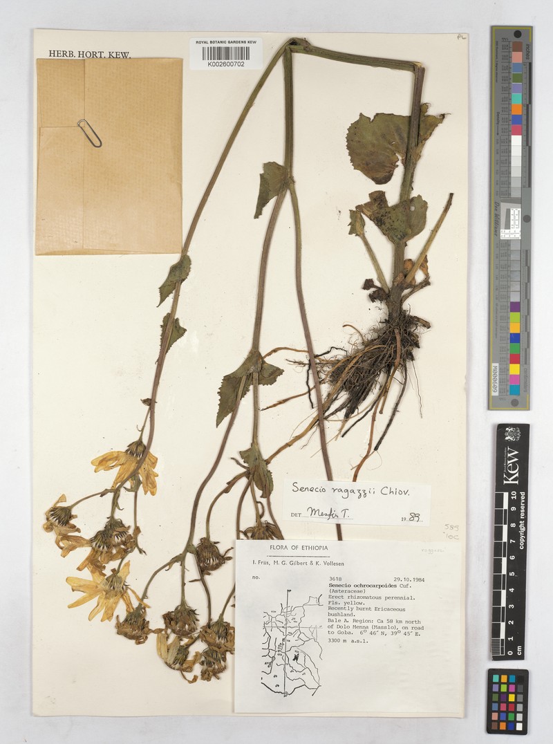 Senecio ragazzii photo 2