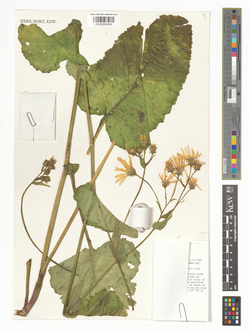Senecio ragazzii photo 3